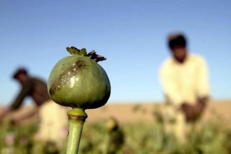 پشت پرده ممنوعیت کشت خشخاش در افغانستان